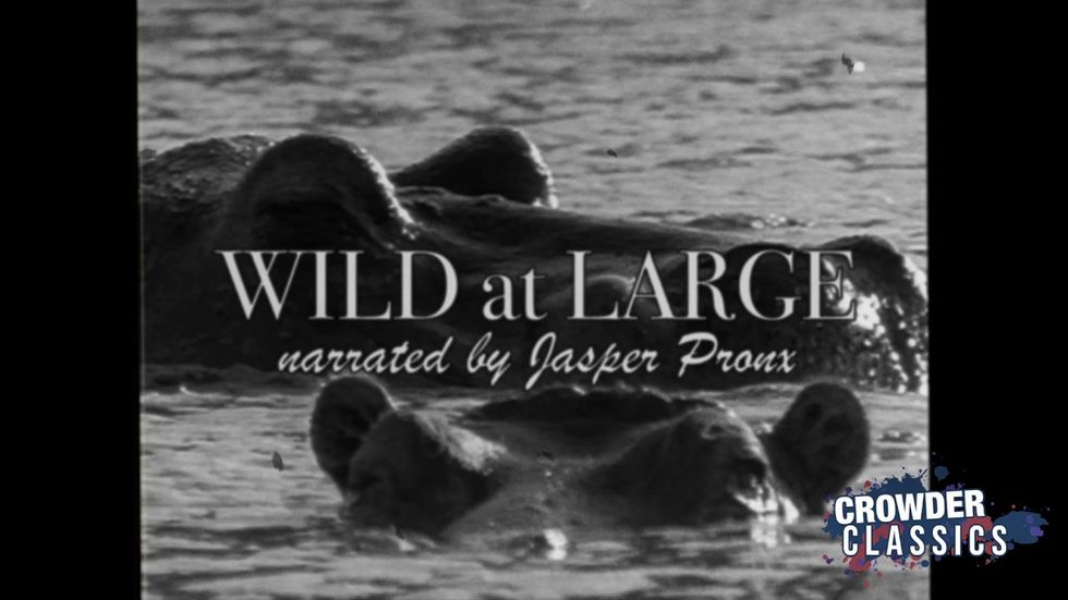 Wild At Large: The Hippo | Crowder Classics