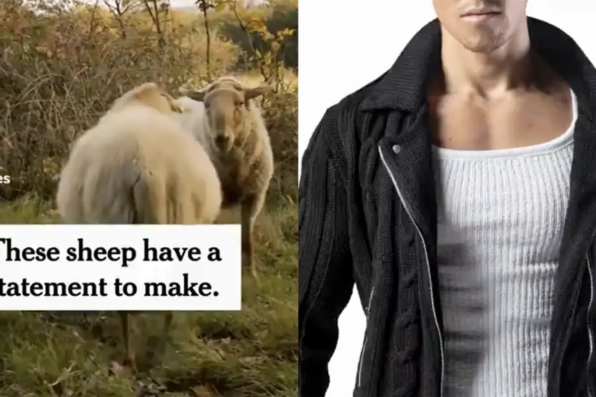 NYC fashion show brags about using the wool of, quote, "gay sheep" at their latest event
