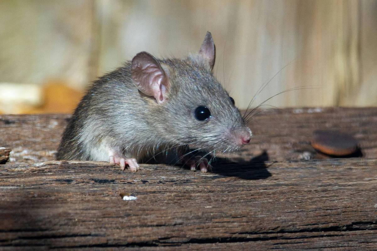 Mutant rats are becoming immune to poisons and are taking over major U.S. cities