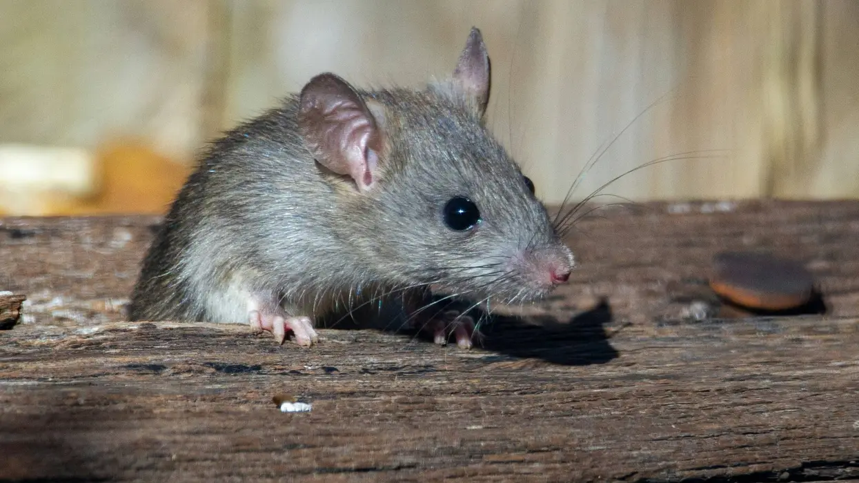 Mutant rats are becoming immune to poisons and are taking over major U.S. cities