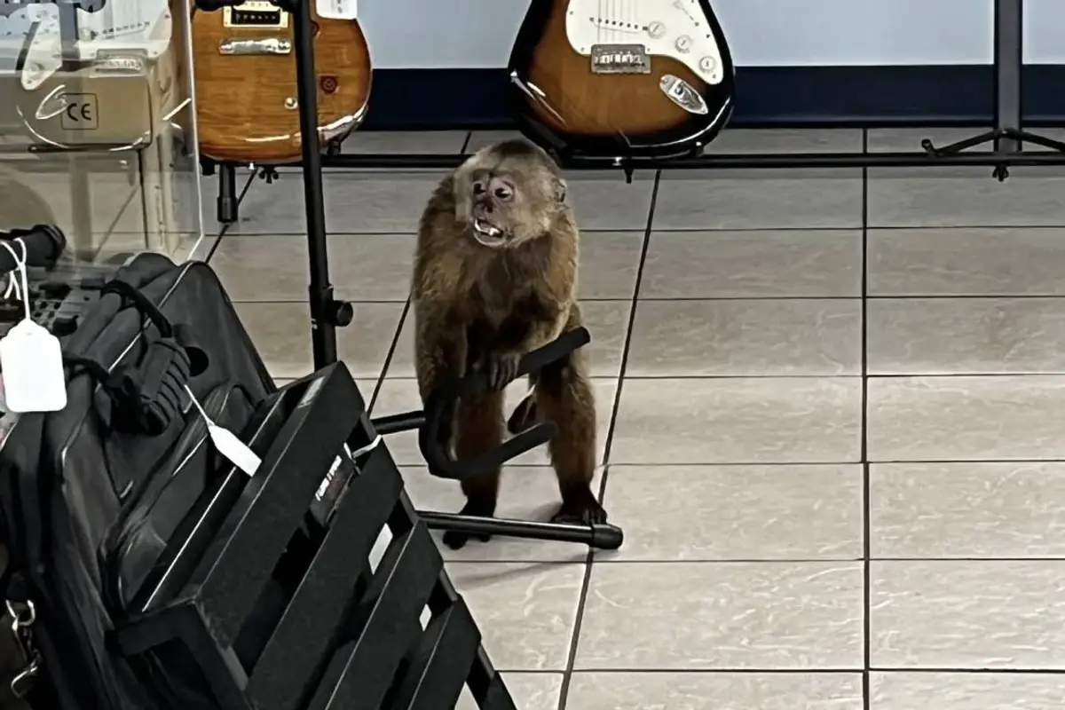 Monkey Destroys Guitars After Getting Lost in Tennessee Music Store
