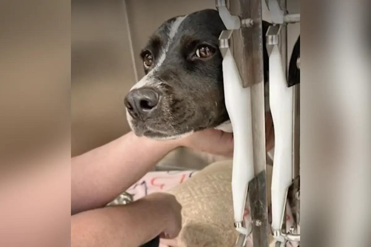 Dog hospitalized after accidentally ingesting meth on the streets of Democrat run California