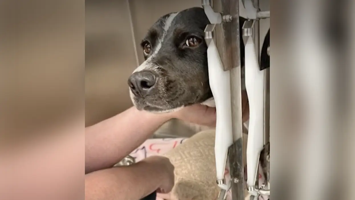 Dog hospitalized after accidentally ingesting meth on the streets of Democrat run California