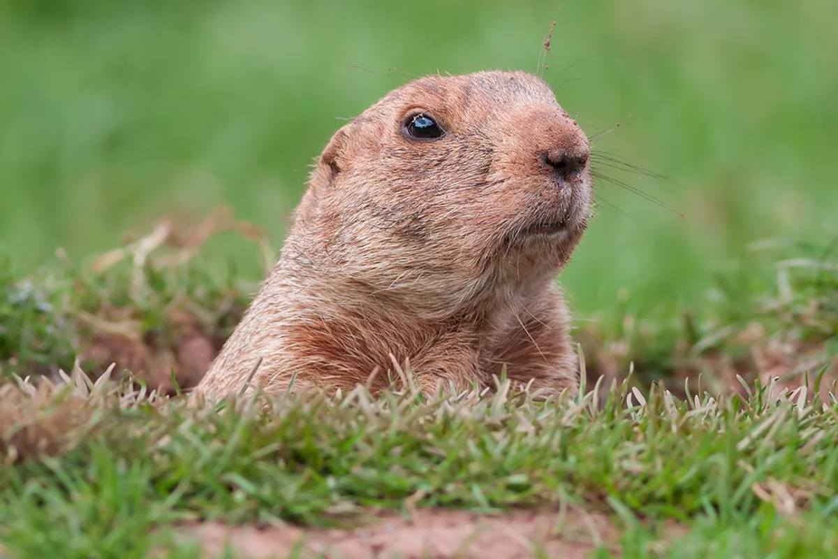 PETA attacks yet another American tradition, demands the Groundhog be replaced with a hologram