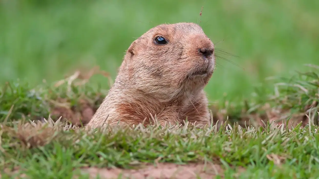 PETA attacks yet another American tradition, demands the Groundhog be replaced with a hologram