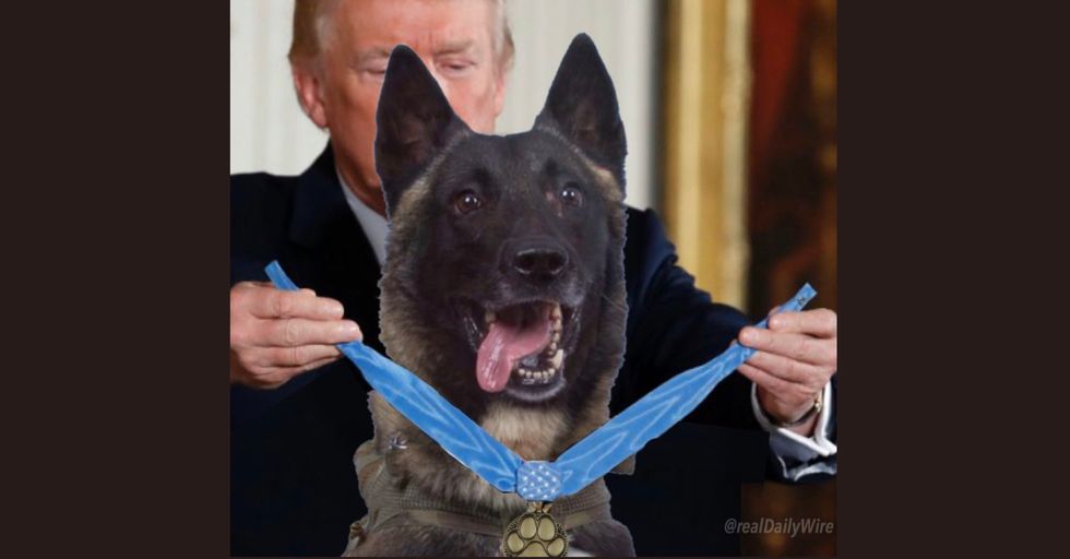 Trump Tweeted a Picture of a Dog, and the Fake News is Investigating