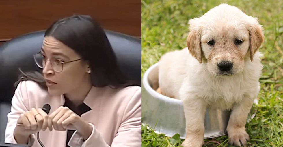 AOC Compares Women to Dogs, Babies to Puppies in Demands for More Family Leave