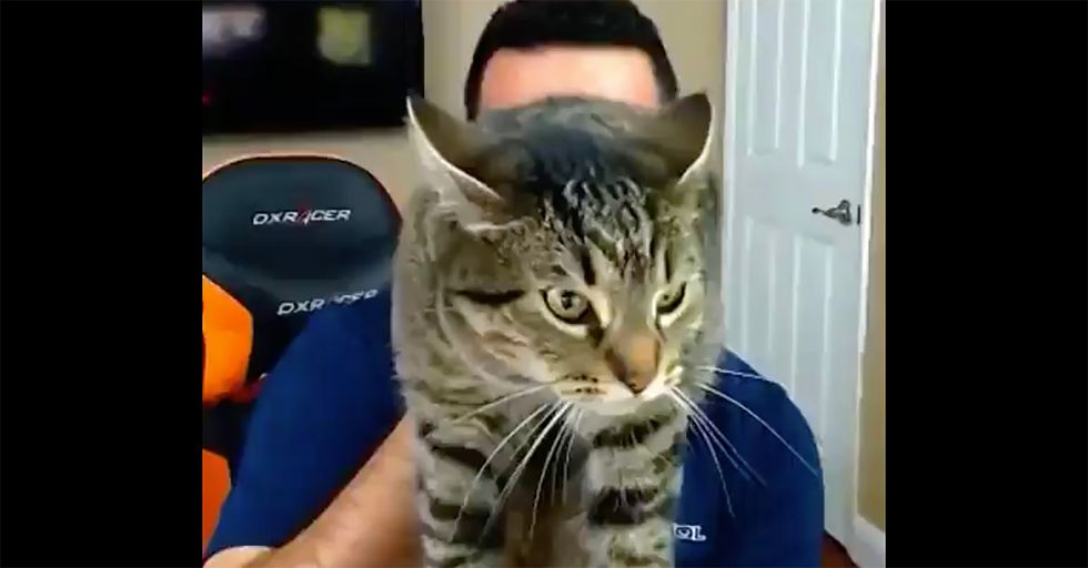 Watch: Cat attacks owner for NOT supporting Donald Trump