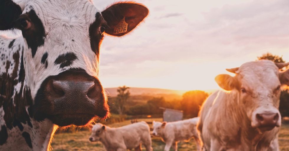 NYU Publishes Paper Claiming Milking Cows is Sexual Abuse