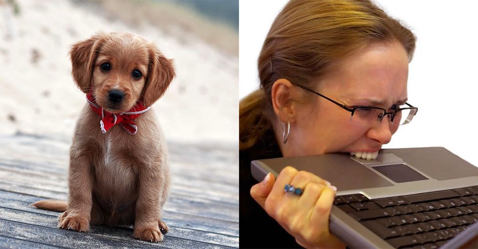 Dog Owners Bite Back, Files Defamation Law Suit Against PETA