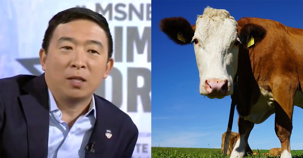 WATCH: Andrew Yang Wants to Tax Cow Farts to Control Your Diet