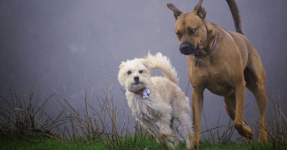 WATCH: Woman Calls Police Because A Dog Humped Her Dog in the Dog Park