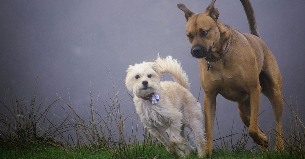 WATCH: Woman Calls Police Because A Dog Humped Her Dog in the Dog Park