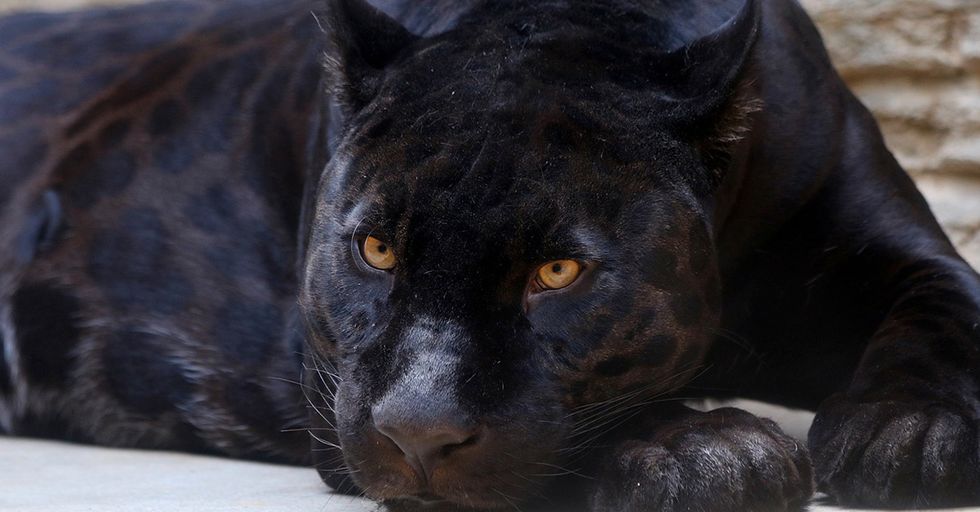 Zoo Will Not Kill Jaguar After a Stupid Woman Climbed Over a Barricade to Get to Its Enclosure
