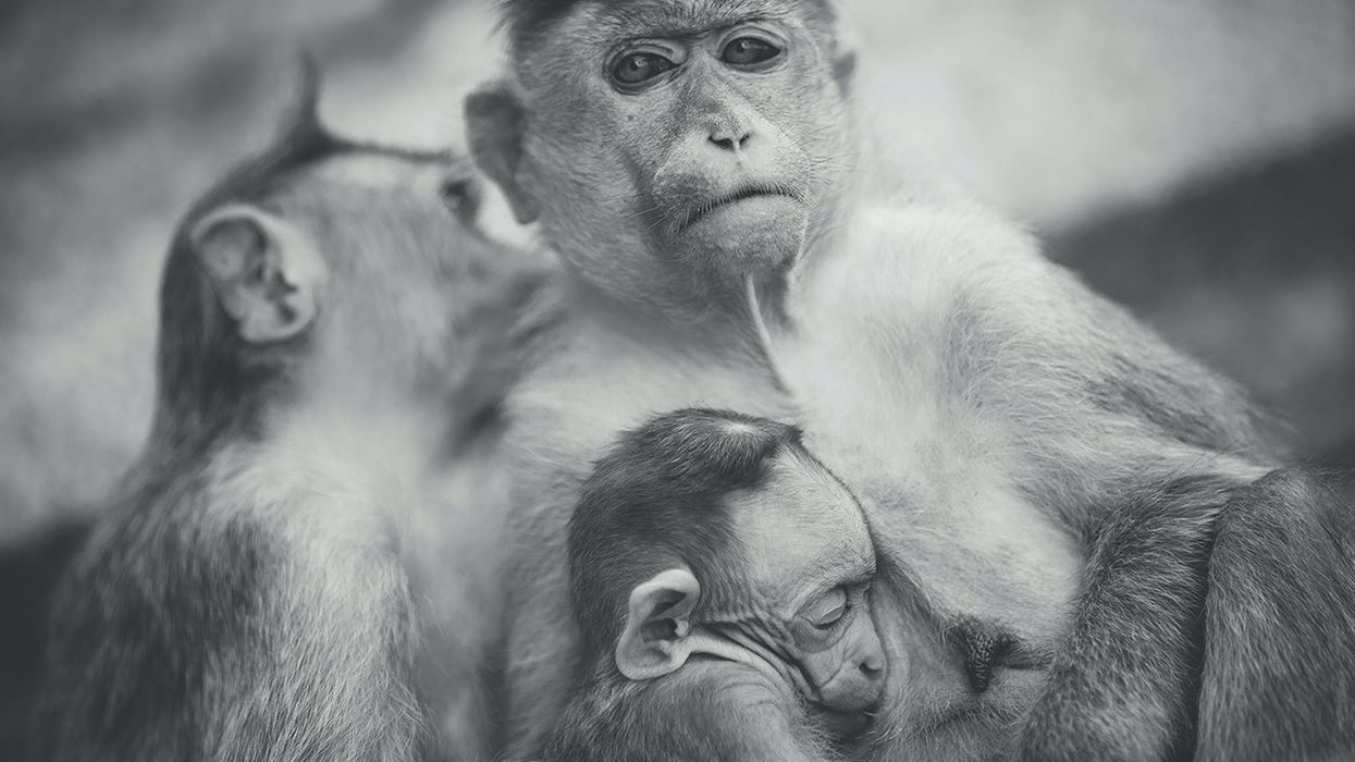 BREAKING: Monkeys Attack Lab Assistant, Escape with COVID-19 Samples ... Wait, What?!