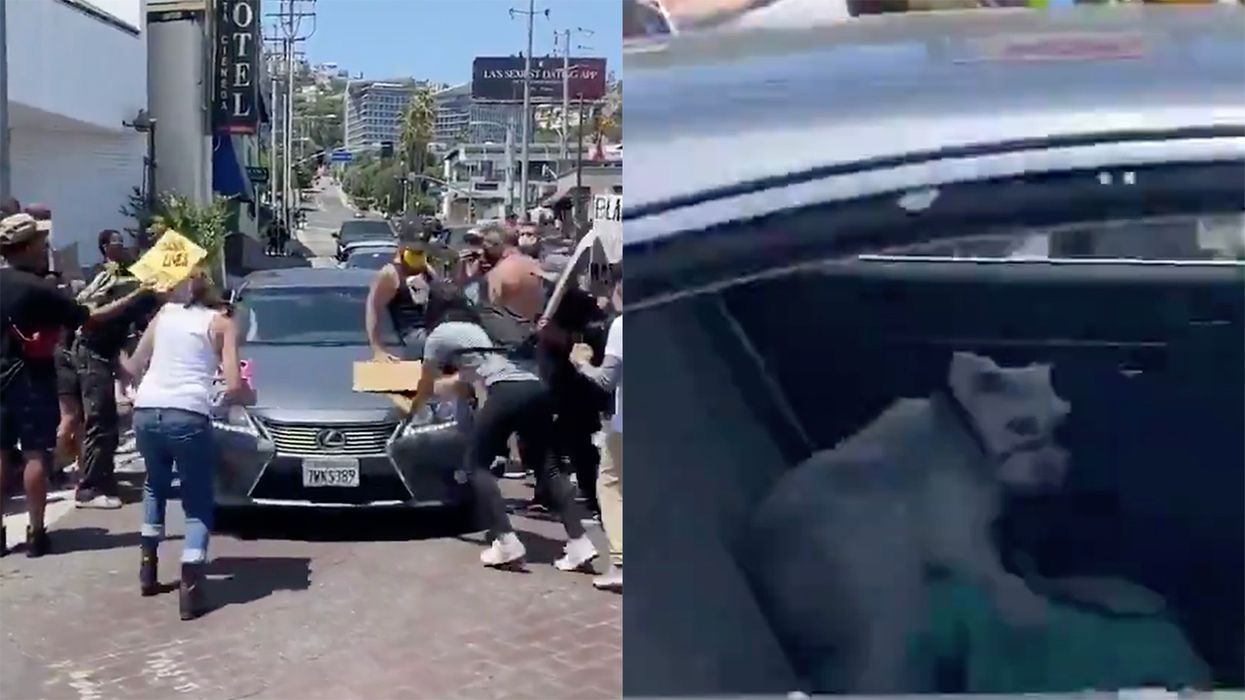 L.A. Rioters Attack Car, Smash Windows. And There's a Dog in the Backseat...