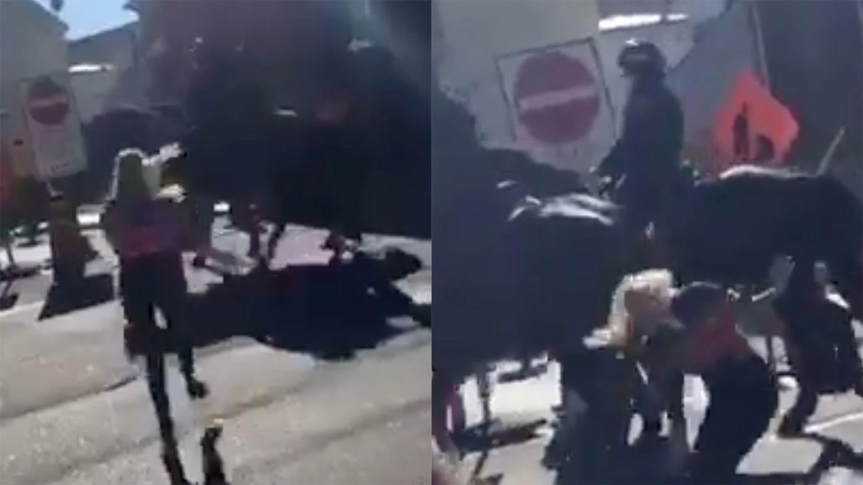 Protester Tries Squaring Off Against a Horse, Discovers Horse Wasn't In the Mood and Gets Kicked in The Head