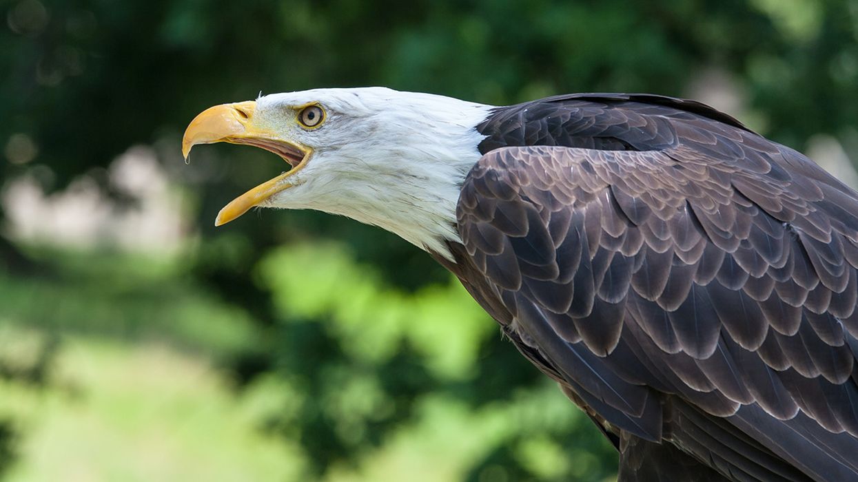 This Bald Eagle Took Down a Government Drone, Just Because It's AmericaAF!