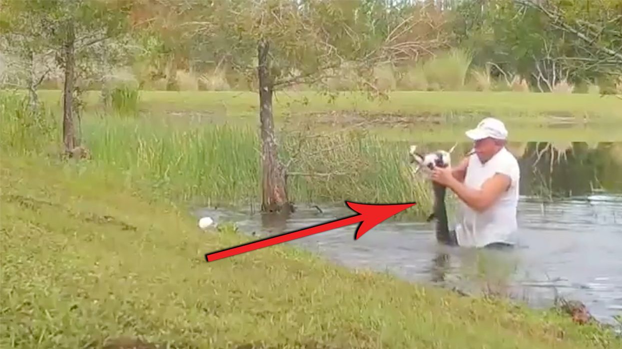 Florida Man Saves a Puppy from Being Eaten by an Alligator