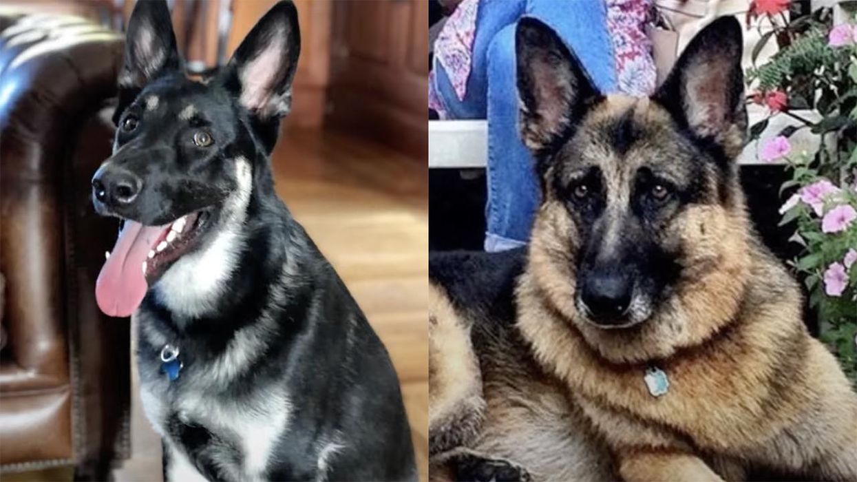 Joe Biden's German Shepherds Kicked Out of White House Over a 'Biting Incident' (UPDATED)