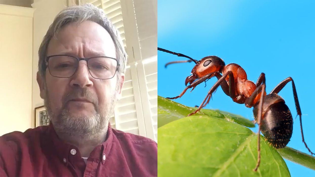 Actor Brilliantly Mocks Cancel Culture with 'Apology' for 'Offending Ants'