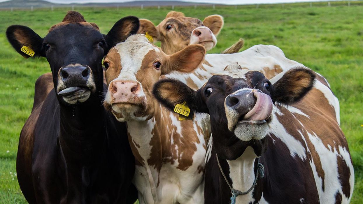 Popular Food Blog Announces, to Save the Planet, No More Beef Recipes