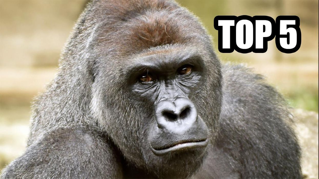 Top 5 Tweets Marking the 5th Anniversary of Harambe's Assassination