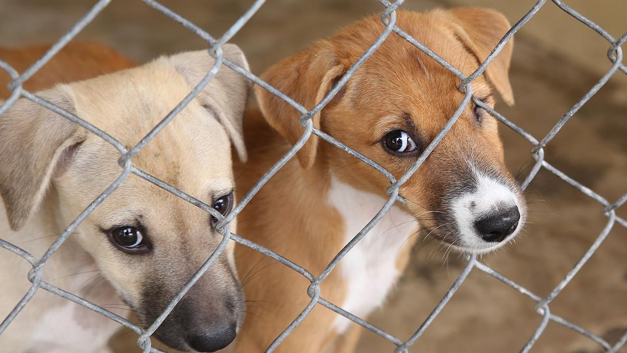 Local Australian Govt. Shoots Rescue Dogs as COVID Safety Precaution. This is What Tyranny Looks Like!