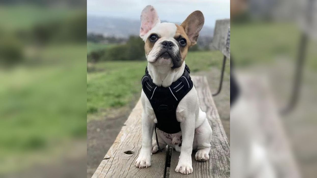 Liberal City Living: Armed Thugs Steal Woman's Dog at Gunpoint, Then Go Back for Her Car