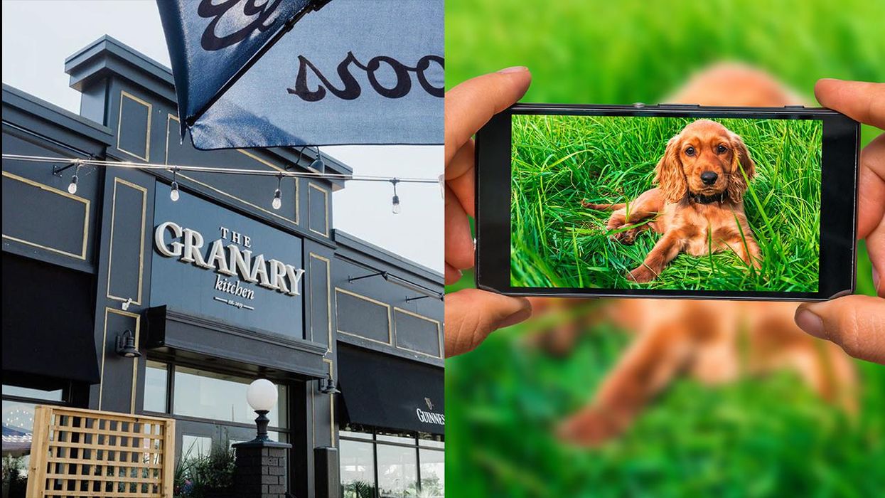Restaurant Shut Down After Employees Accept Dog Photos Instead of Vaccine Cards