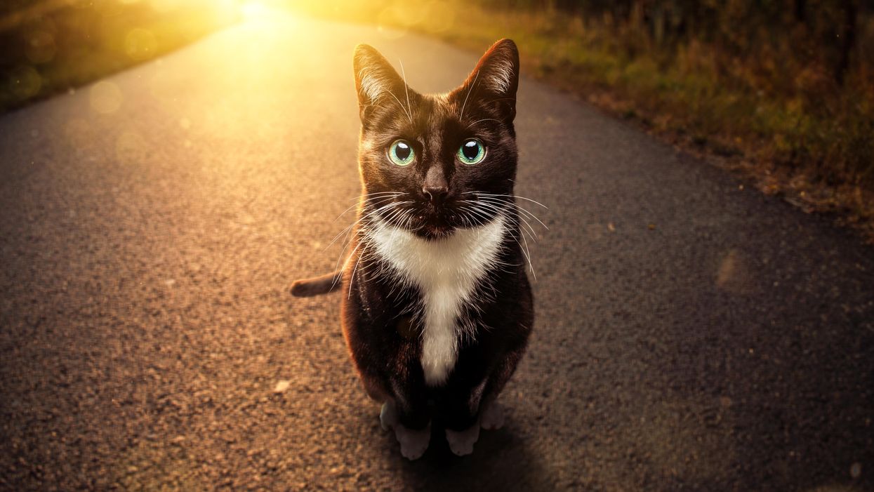 University Issues Guidelines To Be More Inclusive to People Who Identify as Cats. No, Seriously. Cats.