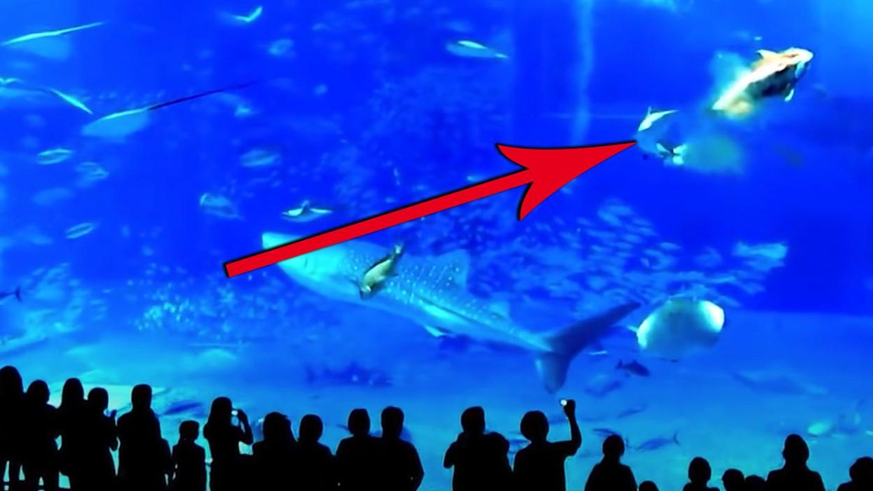 The Sturgeon Suicides: Aquarium Visitors in Shock As Sturgeon Swims Headfirst Into Glass