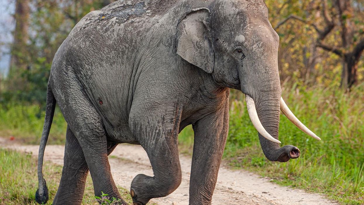 Elephant tramples and kills woman... but then shows up at woman's funeral because they weren't done