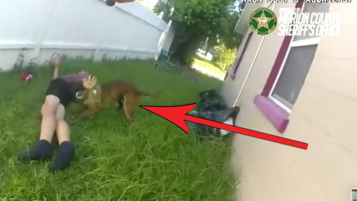 Watch: Florida carjacker immediately regrets running from cops when police dog is chomping down on his butt