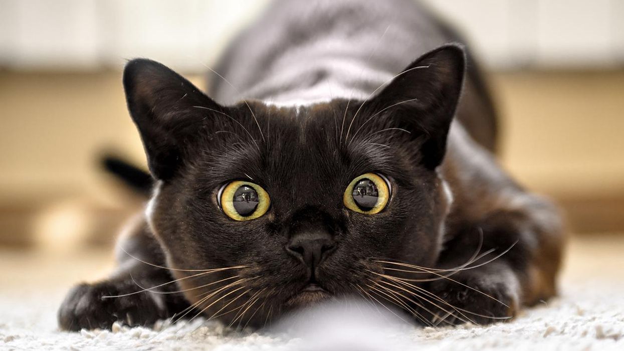 An alleged 'phenomenally bright' girl claims she identifies as a cat, and her high school is running with it