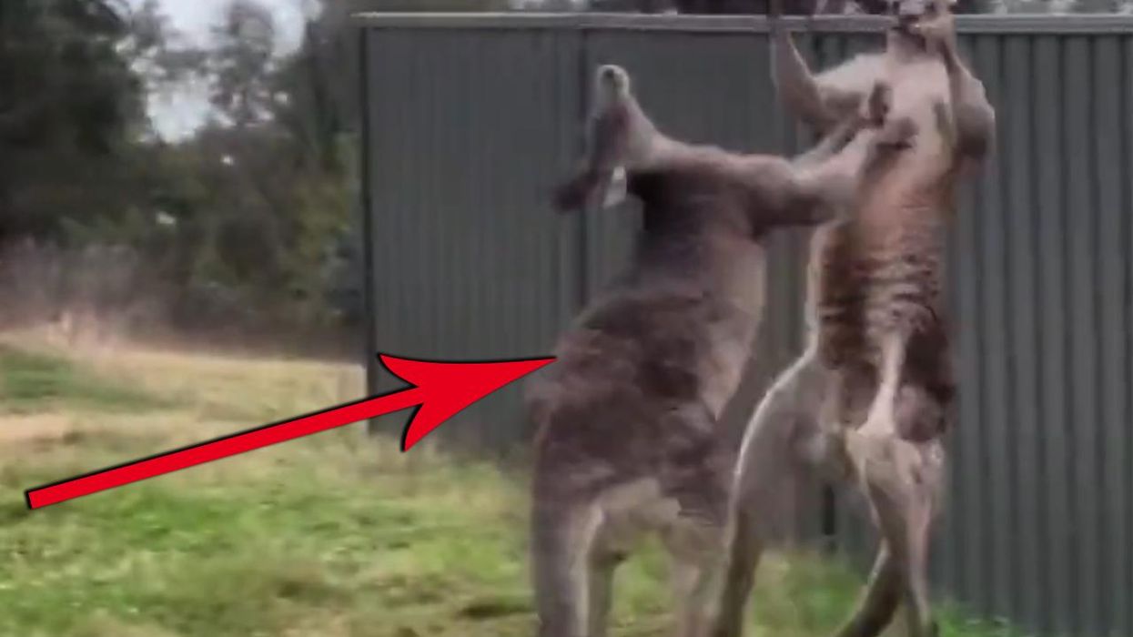That's Hardcore: Kangaroo brawl ends when one kangaroo puts the other through a metal wall