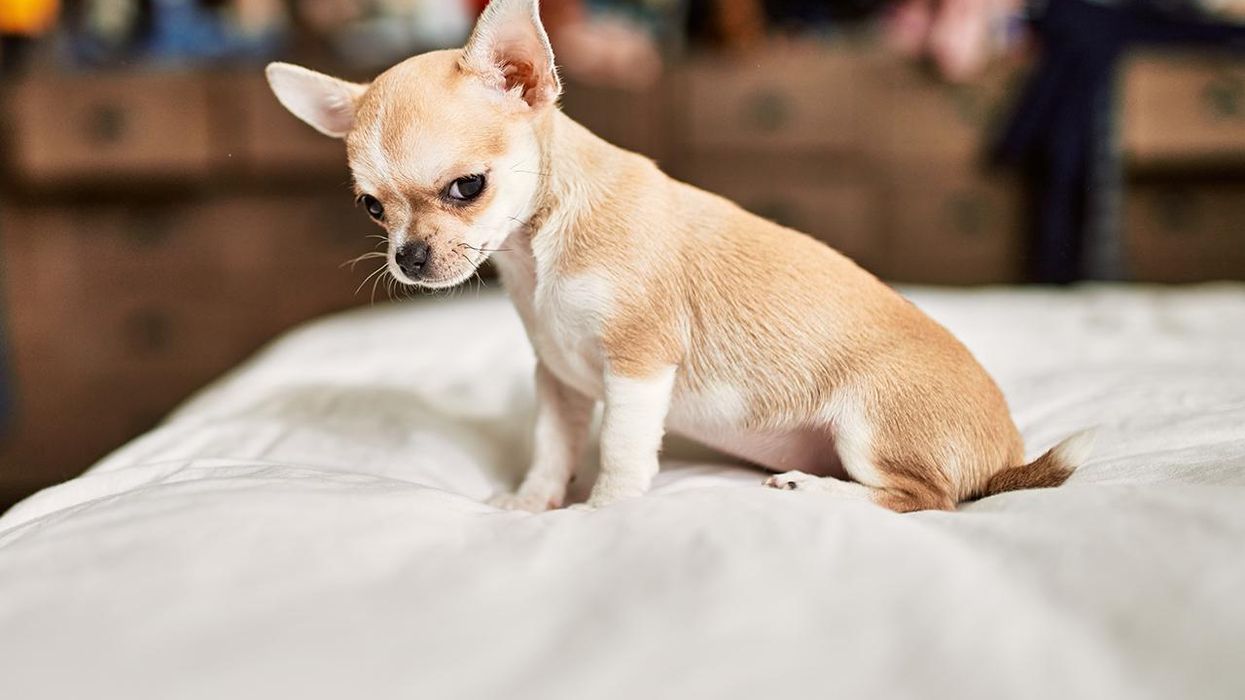 Woman spends three days in hospital after dog poops in her mouth while she was sleeping