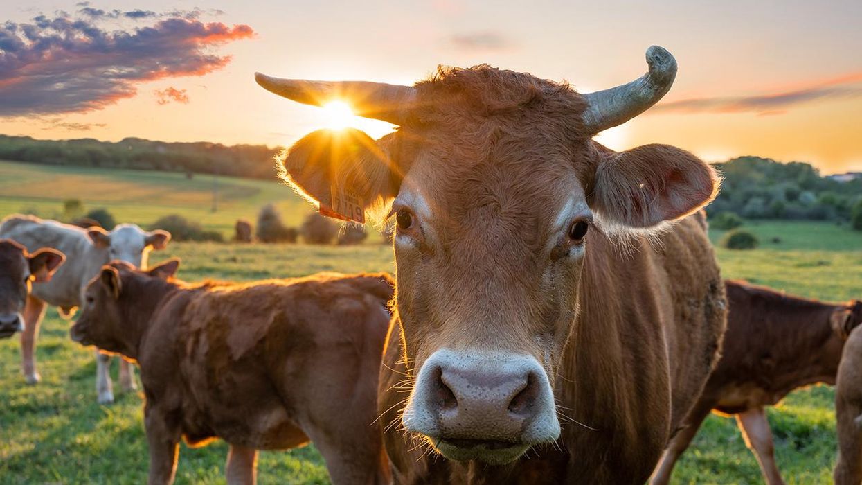 NZ Prime Minister brags 'no other country' has developed a tax on cow farts like she has