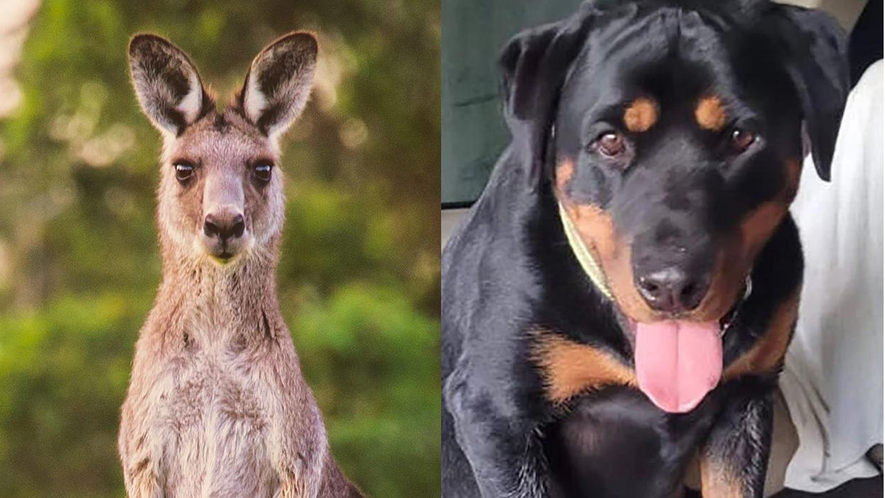 Hero rottweiler saves old lady by fighting off a kangaroo for forty-five minutes (LISTEN)