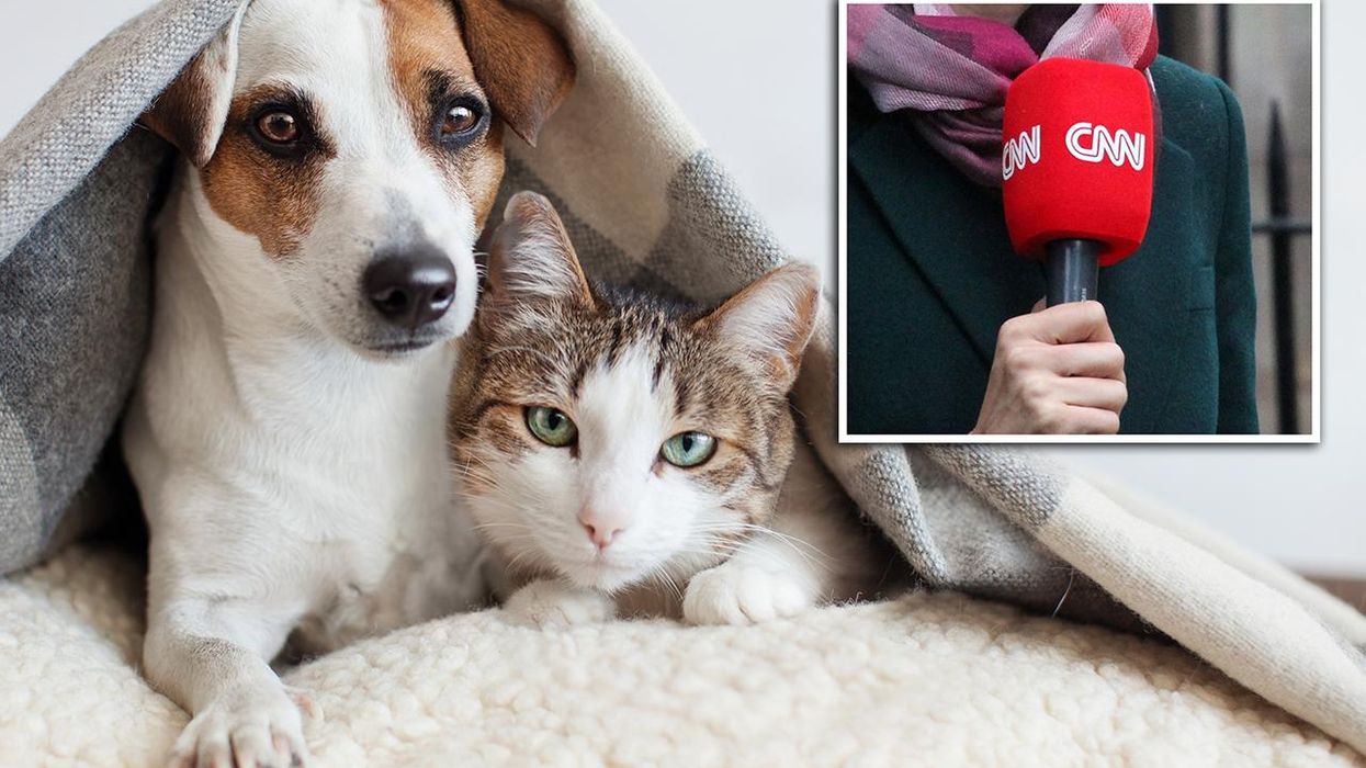 CNN claims your pets are destroying the planet, demands you stop feeding them meat