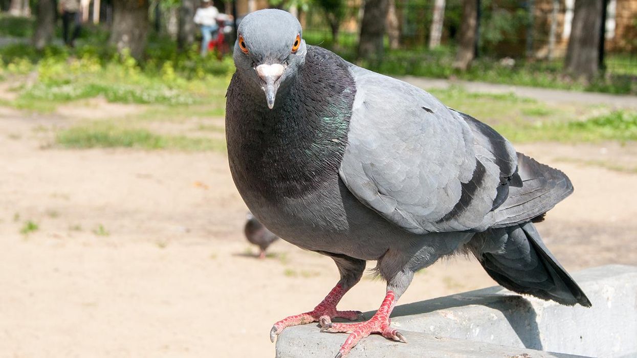Canadians catch a pigeon trying to smuggle drugs in a backpack into the country. A meth pigeon.