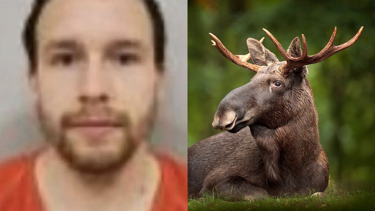 Dad turns himself in for murder after "finishing off" sex offender with moose antlers. Wait, moose antlers?