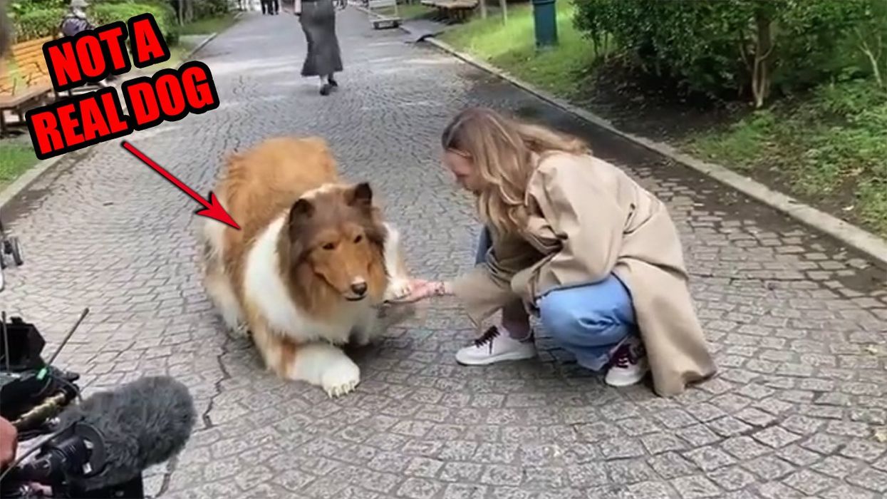 Man spends tens of thousands to turn himself into a border collie... and for the love of God, there's video