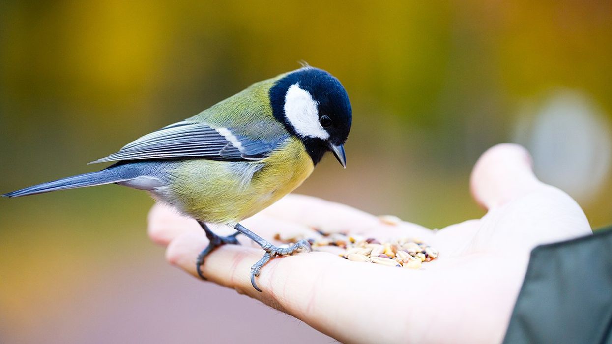 LA Times Reports That Birds Are Racist. Yes, Birds.