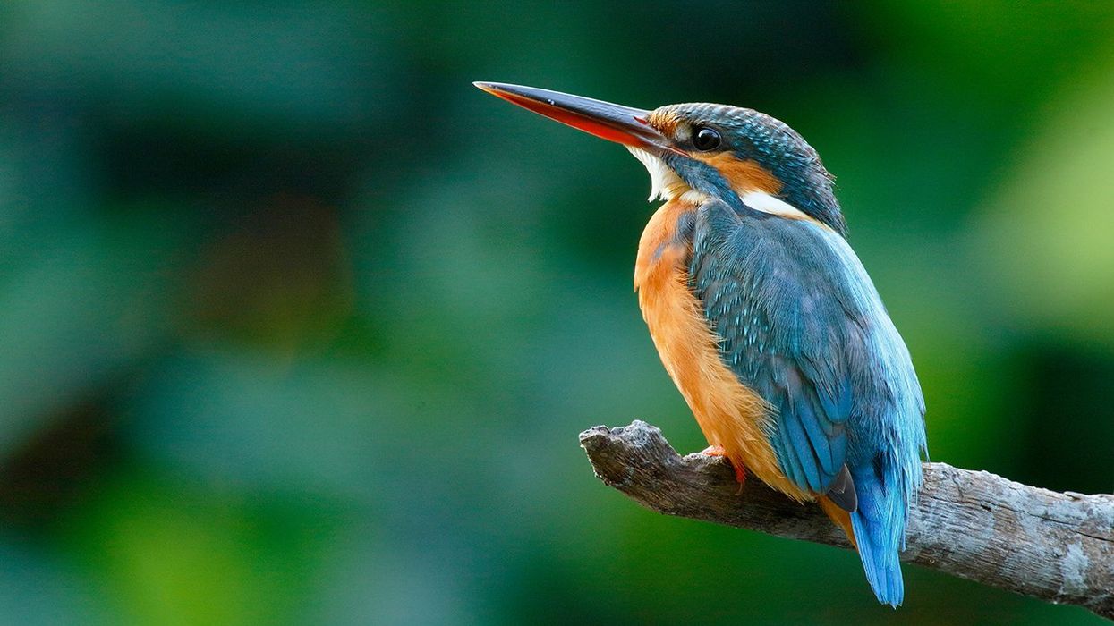 Dozens Of Birds To Be Renamed In The Name Of Equity, Their Old Names Were Too "Exclusionary And Harmful" For 2023