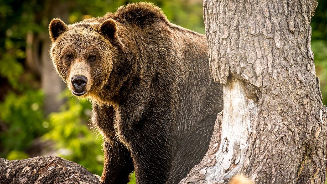 Residents Say No Over Biden Admin Plan To... Release Grizzly Bears Near Their Community?!