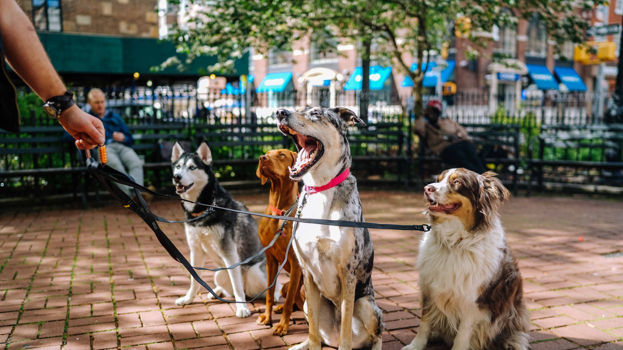“I Will Not Project Colonial Concepts On My Dog”: Trainers Debate If Disciplining Your Pet Is “Systemic Oppression”