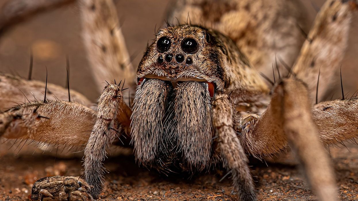 Popular Cosmetics Chain Accused Of Selling Body Butter That Attracts... Wolf Spiders?!