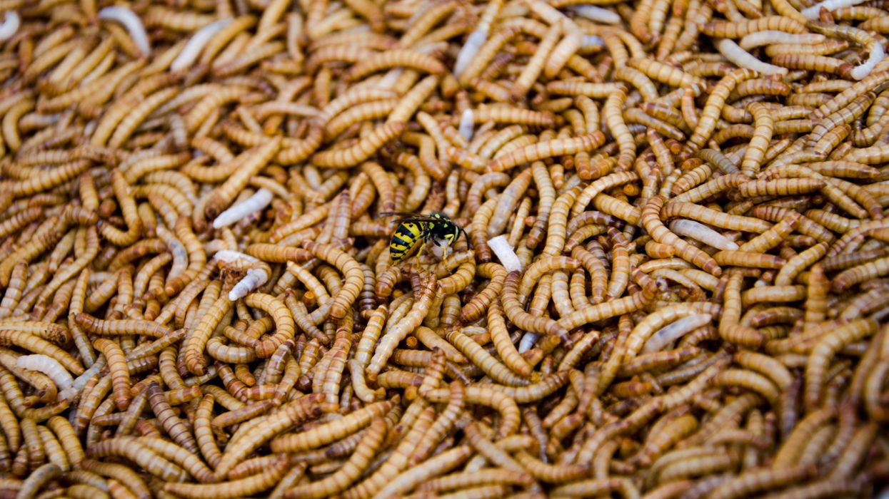 Our USDA is funding research into edible bugs. Edible bugs, that they feed with trash...