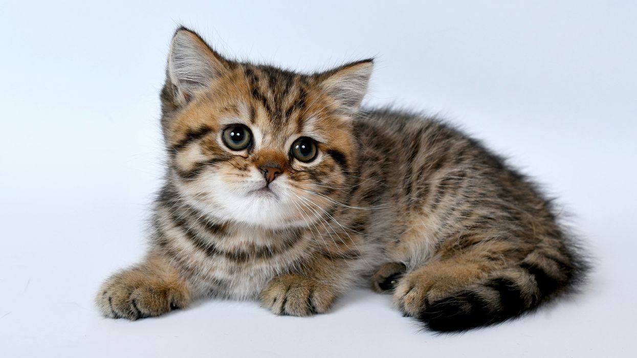 Library offers amnesty for library late fees... providing you pay them back in cat pictures